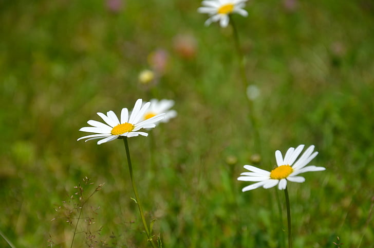 bunga, fotomontáž kata kunci, padang rumput, musim panas, berbunga, alam, bunga putih