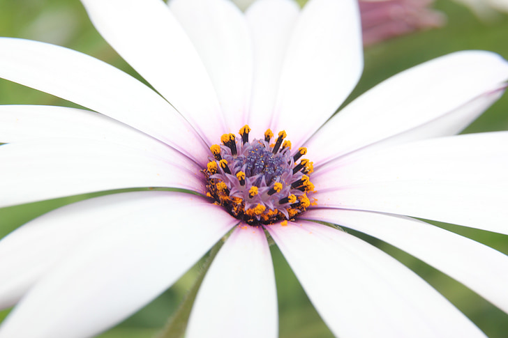 osteospermum, african daisy, capedaisy, flower, white, white flower, nature