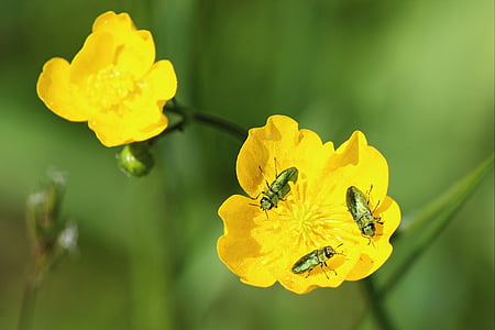 Blüte, Bloom, Käfer, Frühling, Insekt, Blume, Natur