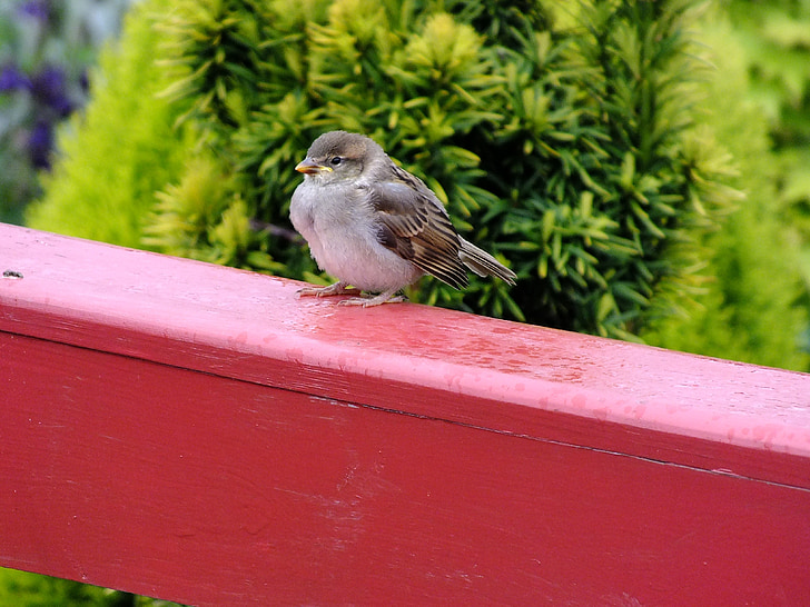 sparrow, bird, balcony
