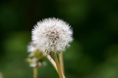 dandelion, faded, seeds, multiplication, reproduction, spring, pointed flower
