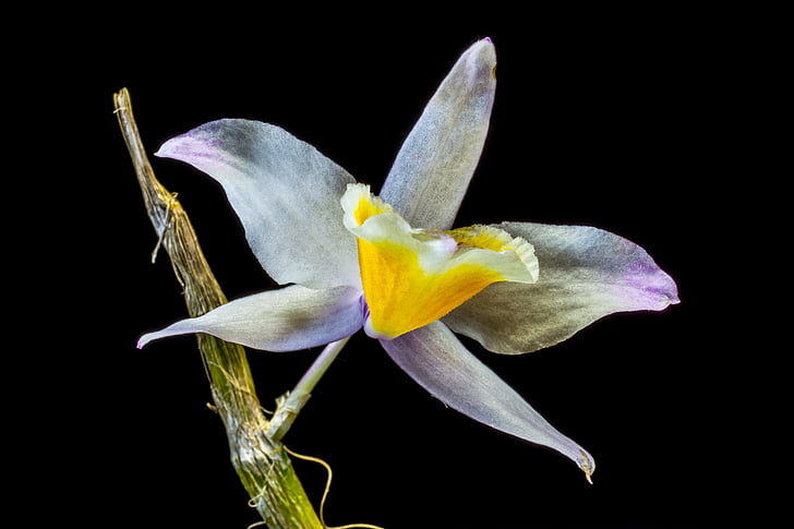 orquídia, orquídies silvestres, flor, flor, flor, blanc i el groc porpra