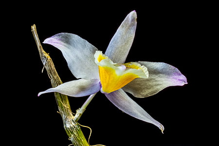 orquídia, orquídies silvestres, flor, flor, flor, blanc i el groc porpra