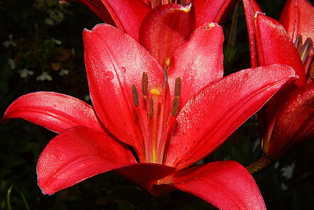 Lily, Blossom, nở hoa, màu đỏ, đóng, vĩ mô, nở rộ