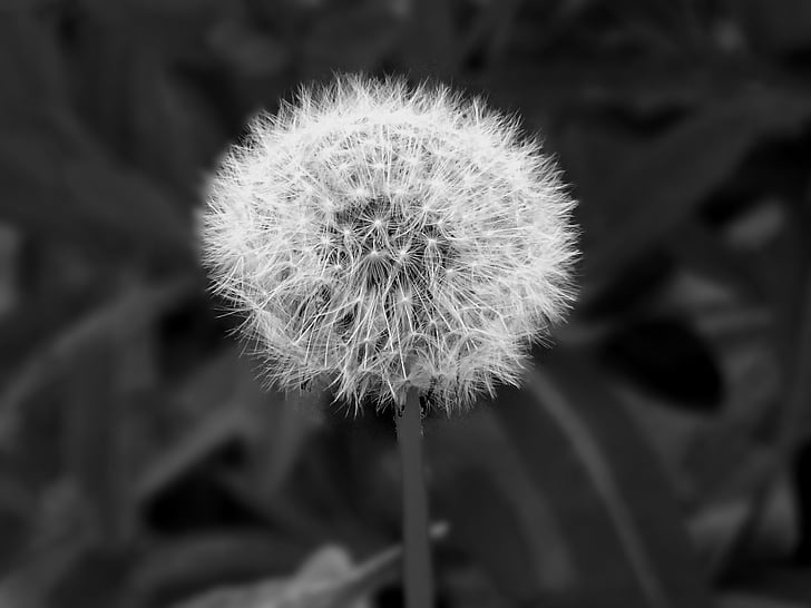 blooming, blur, close-up, dandelion, delicate, downy, environment