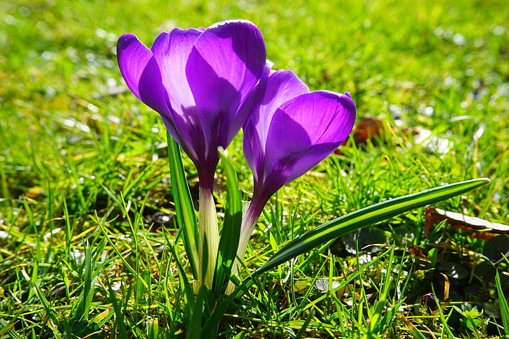 Крокус, квітка, Весна, bühen, фіолетовий, цвітіння, цвітіння