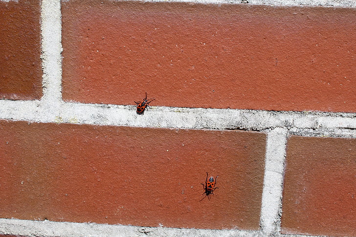 fire bug, animal, wall, insect, insect photo, nature, beetle