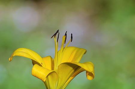 Lily, kukka, Iris, Blossom, Bloom, kasvi, keltainen