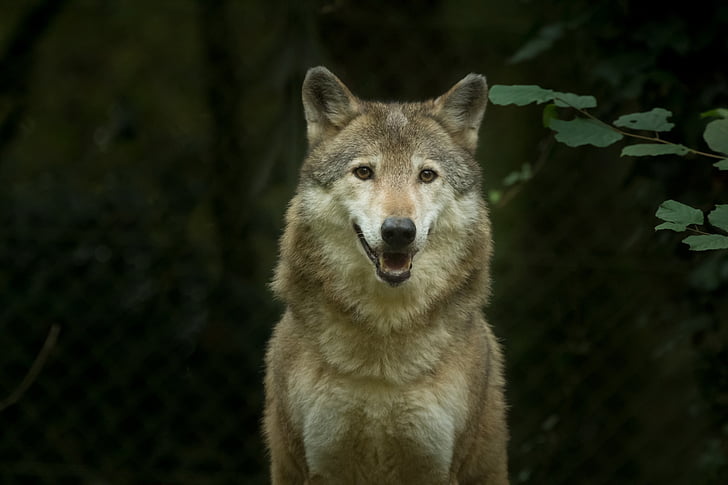 Wolf, fangenskab, dyr, kødædende, Wildlife, pattedyr, grå ulv