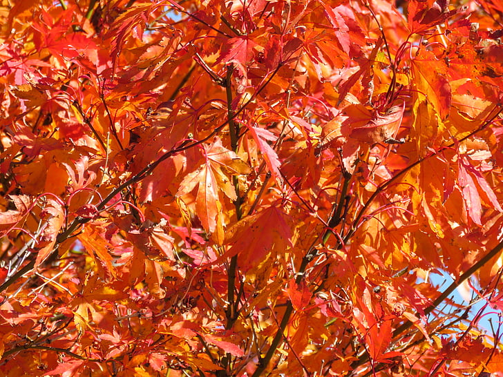 laranja, Mapple, folhas, vermelho, folhas, árvore, Outono