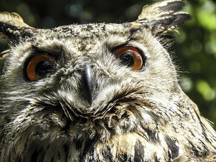 Owl, con chim, Eagle owl, lông vũ, ăn đêm, rừng, bộ lông