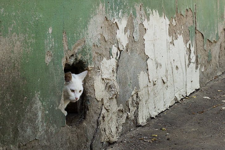 cat, wall, hole, surprise, old, ruin