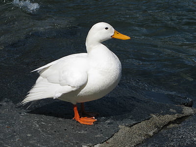 duck, white, water bird, bird