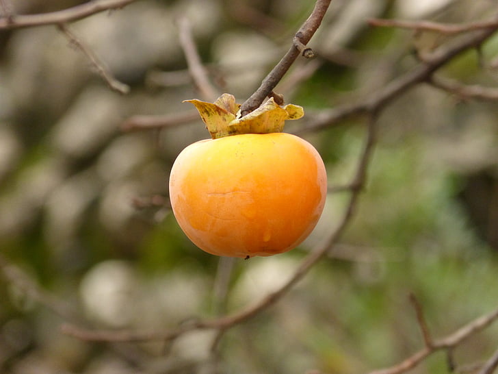 palisander, efterår, orange