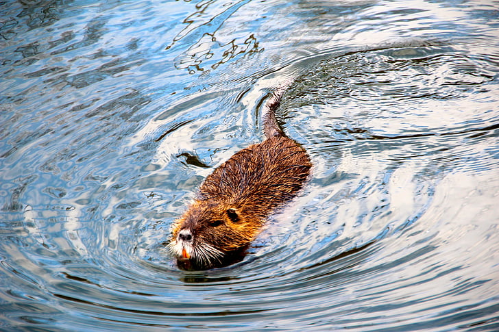 beaver, muskrat, water, swim