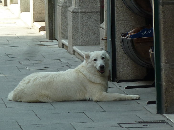 dog, dog lying, street, white