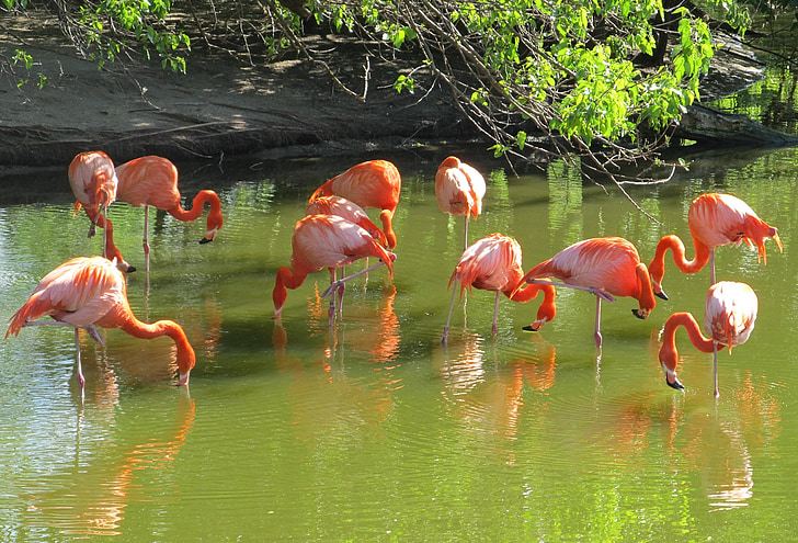 rosa flamingoer, fugler, Wild, dyreliv, eksotiske, vann, fjær
