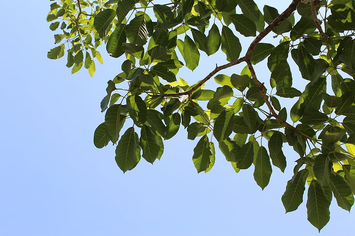 leaves, tree, branches, green, sky, trees, green leaves