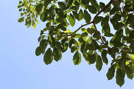 foglie, albero, rami, verde, cielo, alberi, foglie verdi