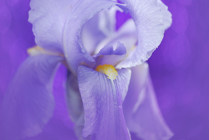 iris, flower, blue, nature, blossom, bloom, dark purple