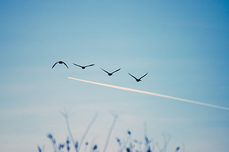 birds, sky, flying, nature, blue, flight, wildlife