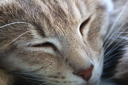 cat, mieze, mackerel, breed cat, sleep, tiger cat