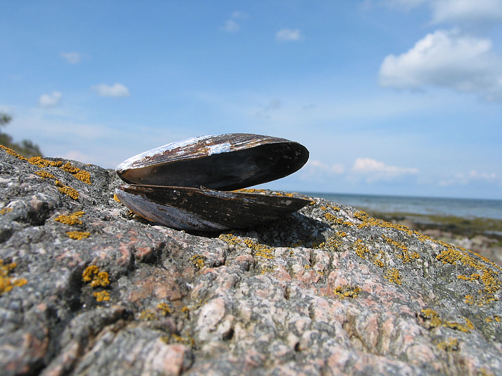 shell, zee, Baltische Zee, water, strand, Rock, verzamelen