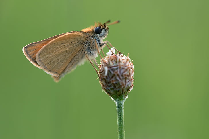 skipper, butterfly, macro, nature, close, insect, animal
