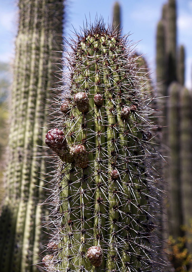 aukštas, kaktusas, augalų, žiedų, Arizona, Jungtinės Amerikos Valstijos, erozija