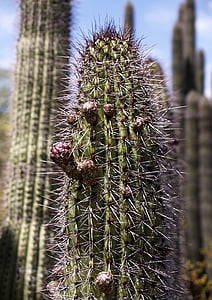 wysoki, Kaktus, roślina, kwiat, Arizona, Stany Zjednoczone Ameryki, Erozja