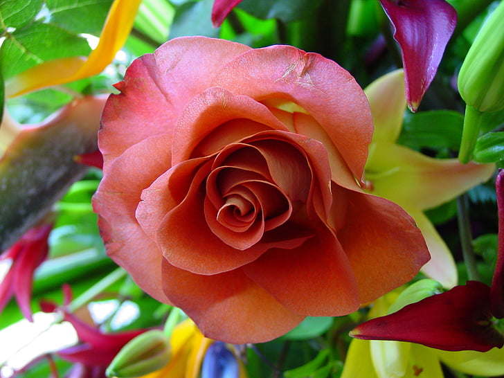 flower, rose, floral, romantic, elegant, nature, petal