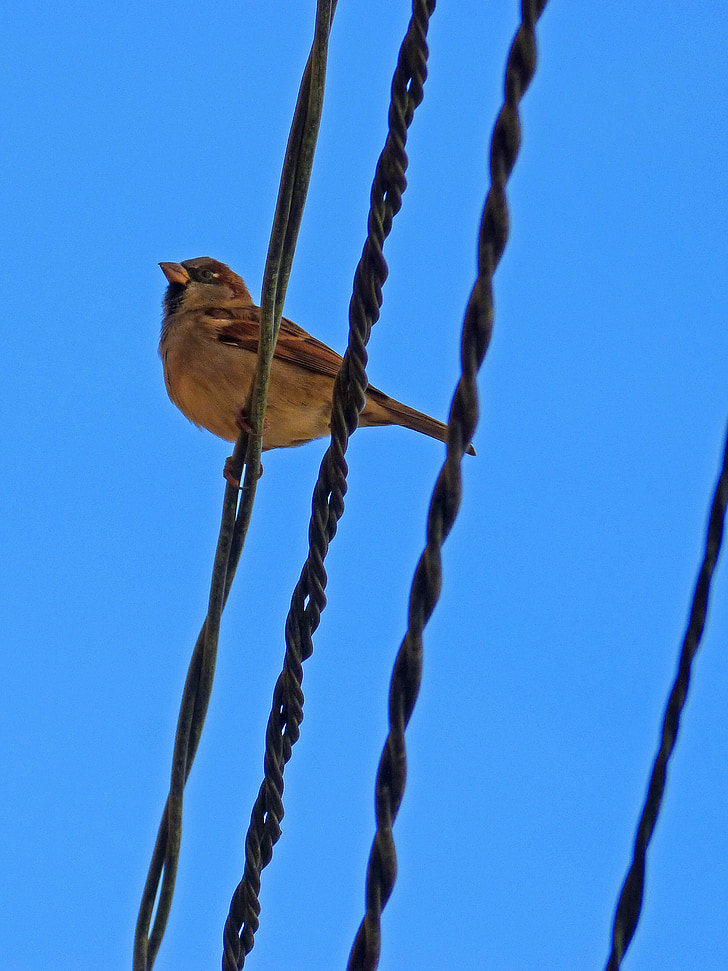 Sparrow, bầu trời, dây cáp