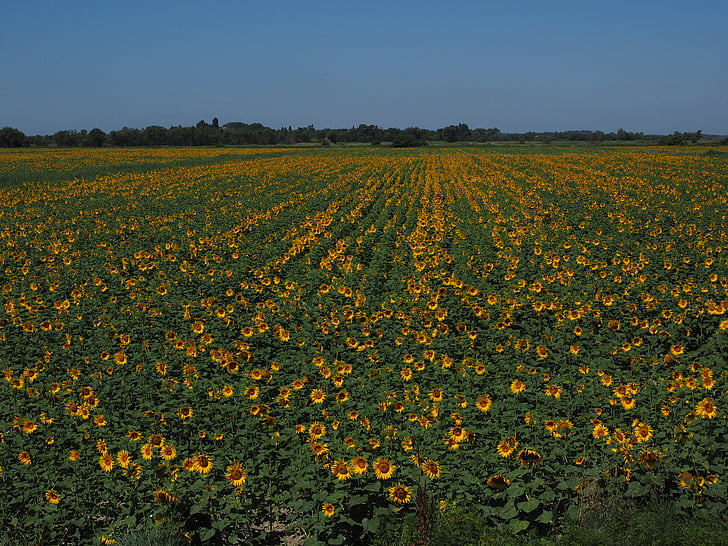 sunflower, sunflower field, helianthus annuus, flower, nature, plant, blossom
