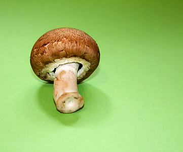 champignion, healthy, mushroom, vegetable, mushroom picking, brown
