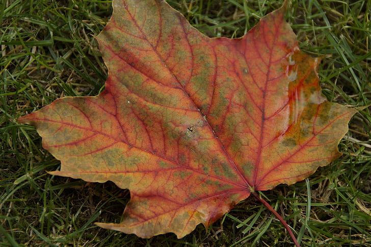 foglia, foglie, autunno, acero, foglia di acero, colorato, decolorato