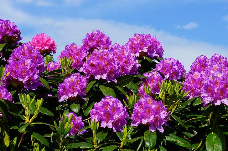 flowers, rhododendrons, bush, frühlingsanfang, rhododendron blossoms, ornament, beautiful