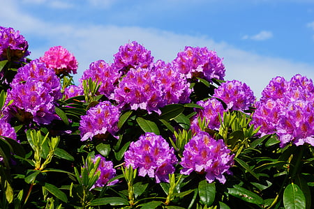 ziedi, rododendri, Bušs, frühlingsanfang, Rhododendron zied, ornament, skaists