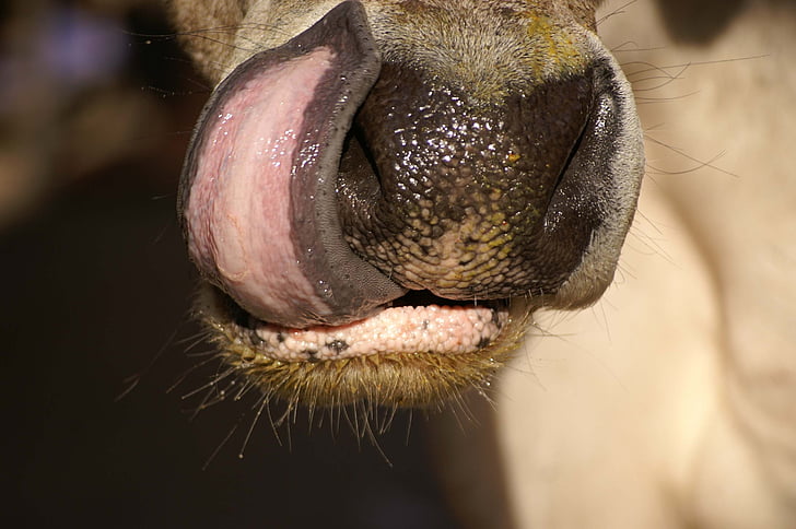 cattle, tongue, india