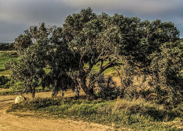 Cipru, Cavo greko, Parcul Naţional, copac, natura, în aer liber, scena rurale