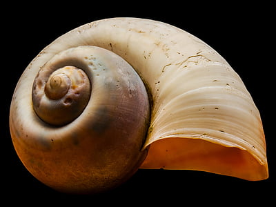 Shell, coperture della lumaca, lumaca, animale, animale shell, natura, a spirale