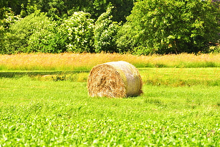 hay, round bales, agriculture, field, harvest, hay bales, meadow