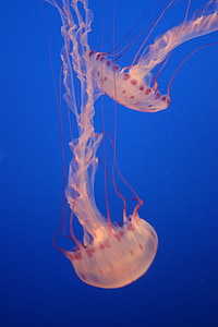 медузи, Морська життя, плямистий
