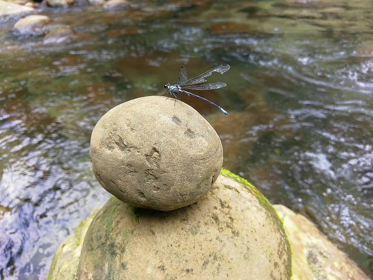 libèl·lula, pedra, circular, aigua corrent