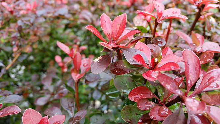 foliage, red, background, red leaf, bush, nature, plant