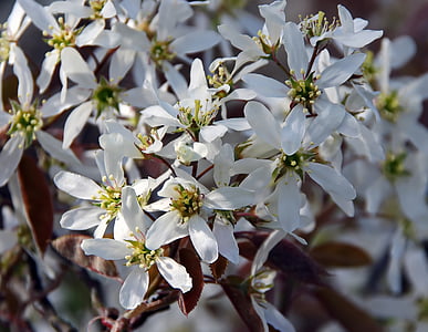 Amelanchier, beyaz çiçekler, Bahar, Amelanchier canadensis, meyve bahçesi, yaprakları, Corolla