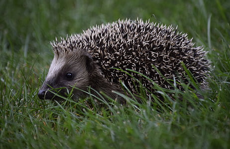 hedgehog, animal child, hedgehog in the grass