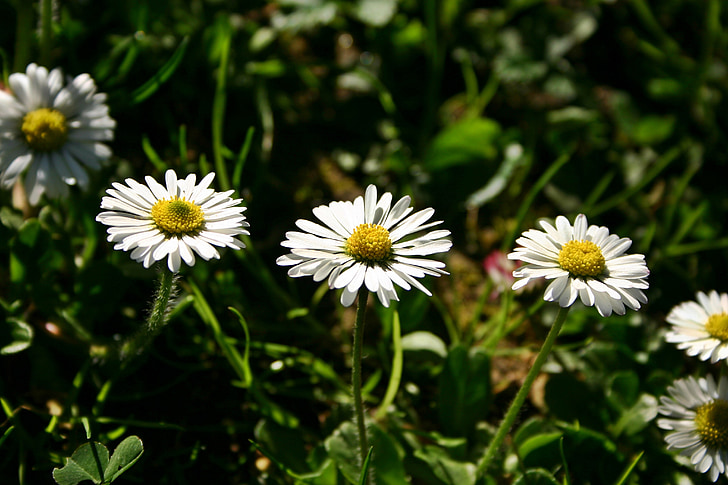 Daisy, bunga, menunjuk bunga, bunga liar, musim semi, alam, tanaman