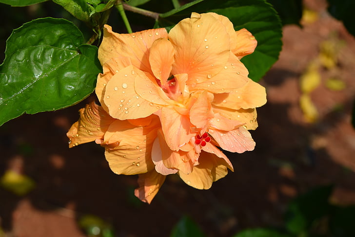 гибискус Роза sinensis, цветок, Золотой дубль