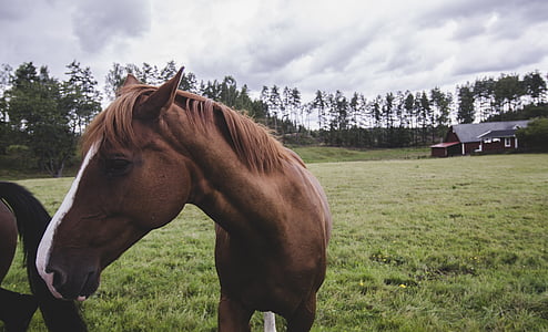 ló, természet, nyári, lovak, ágy, a mező, Svédország