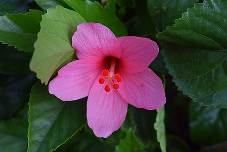 Hibiscus rosa-sinensis, fleur, magenta